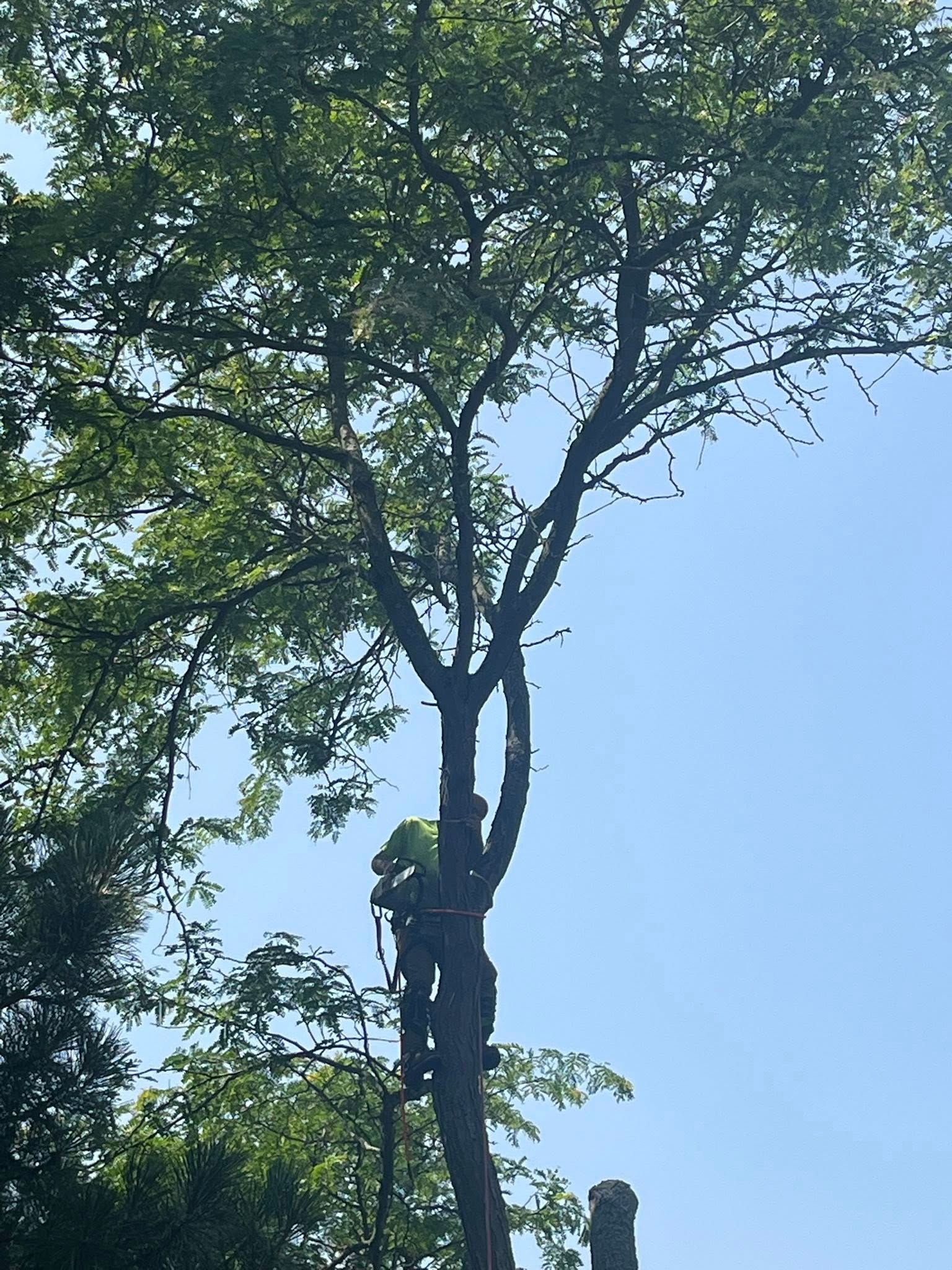 Tall leafy tree against a clear blue sky, with a person climbing the trunk