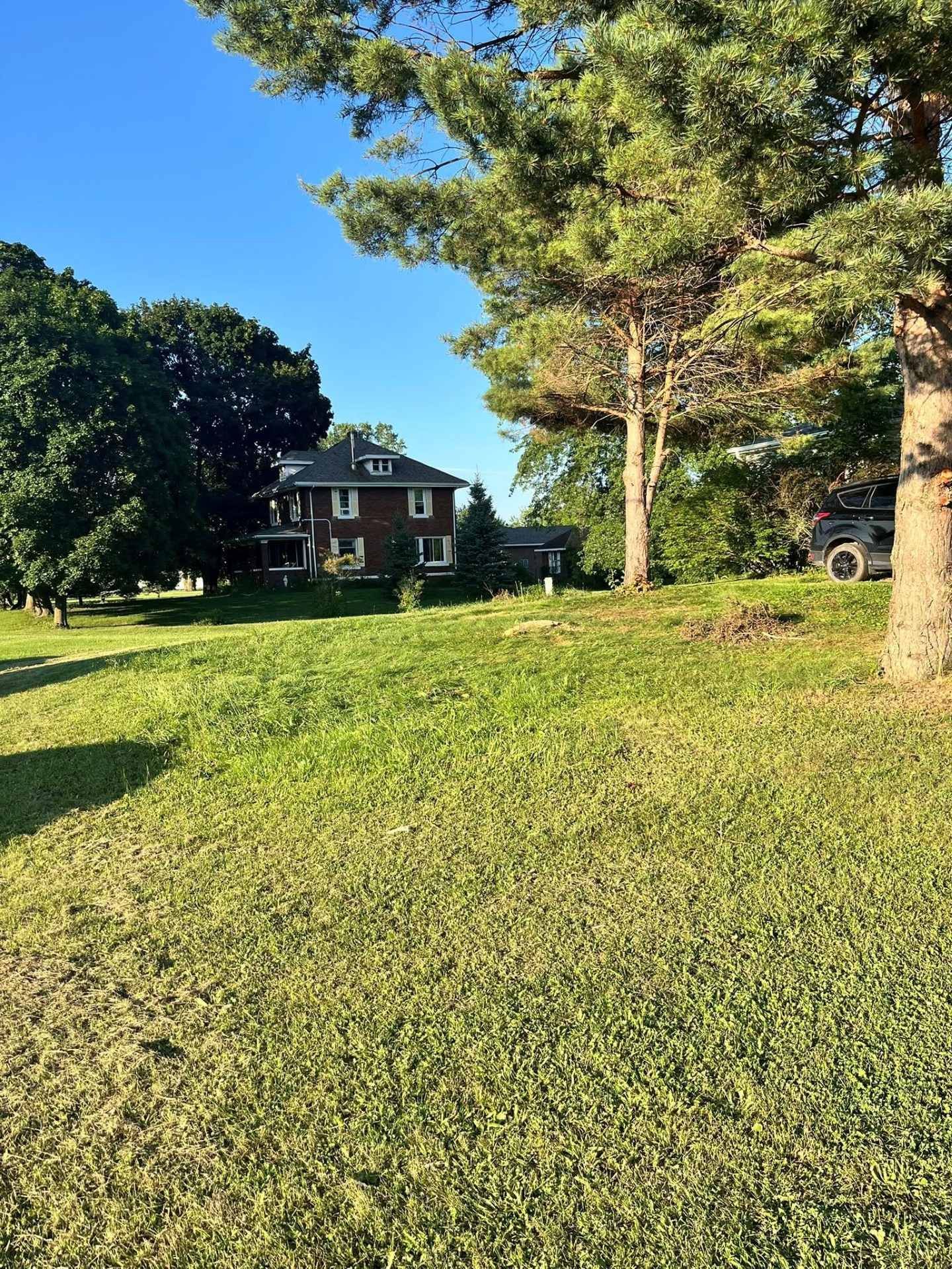 Sunny green lawn with tall trees and a house in the background under a blue sky