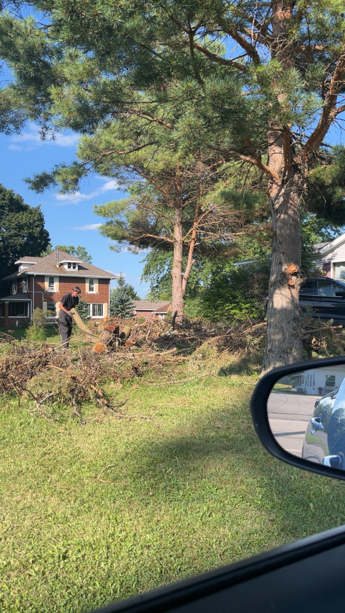 Grassy lot with cut branches, large trees, houses in the background, viewed from a car window