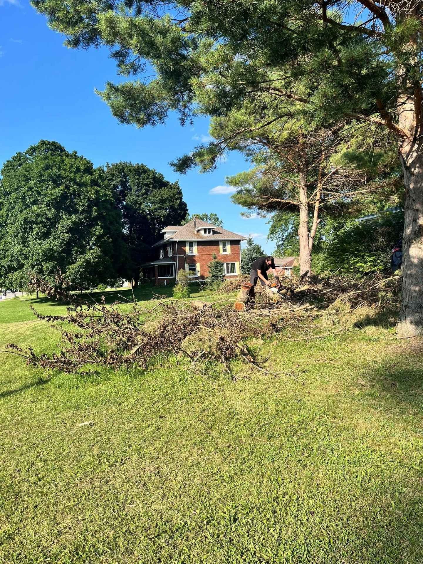 Person trimming branches in a sunny yard near a house, with trees and blue sky