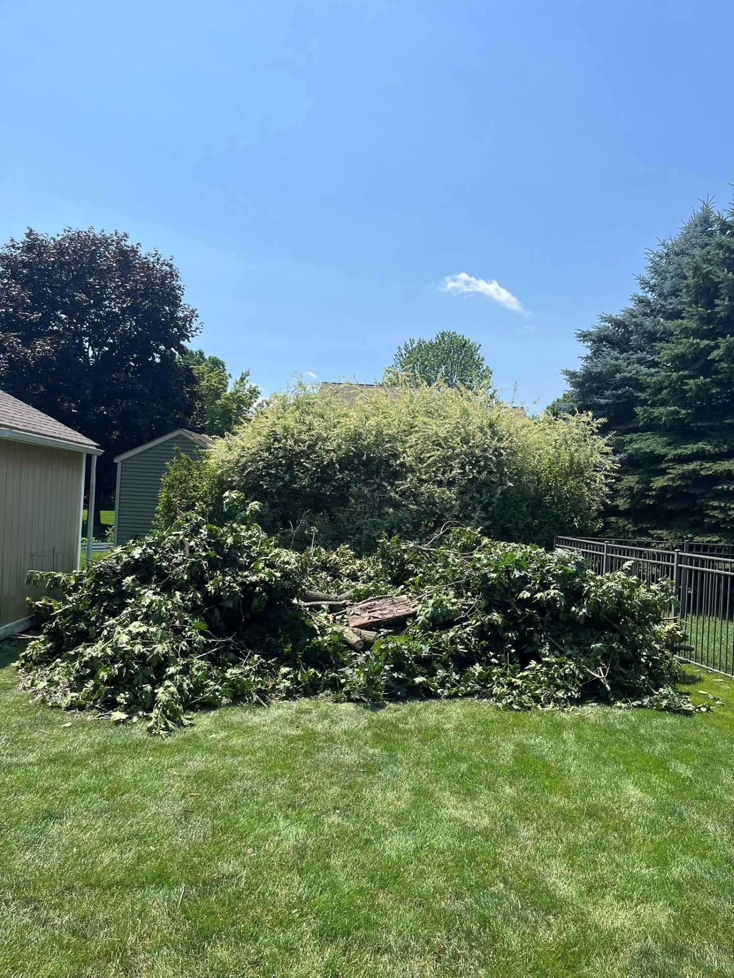Overgrown garden shrubbery with a small shed under a clear blue sky