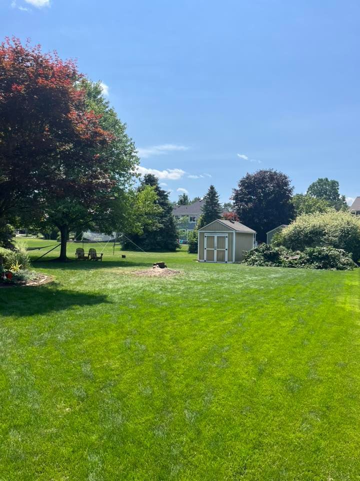 Sunlit grassy park with trees, a small gray shed, and a blue sky