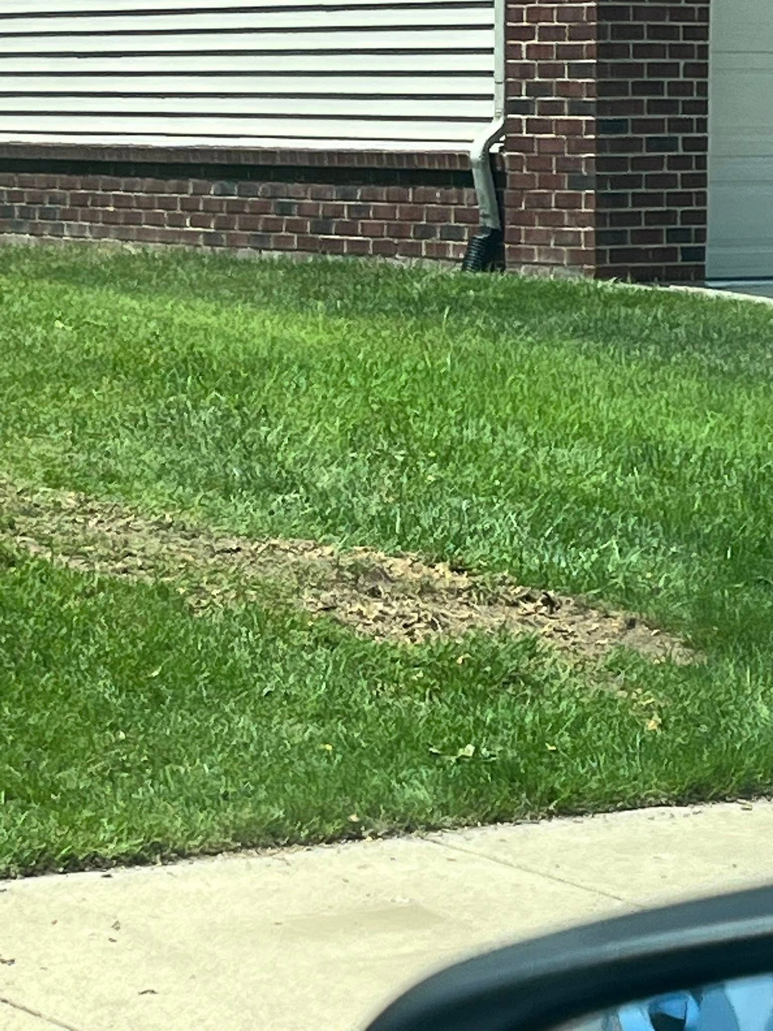 Patchy grass lawn beside a brick-and-vinyl house, with a sidewalk in the foreground.
