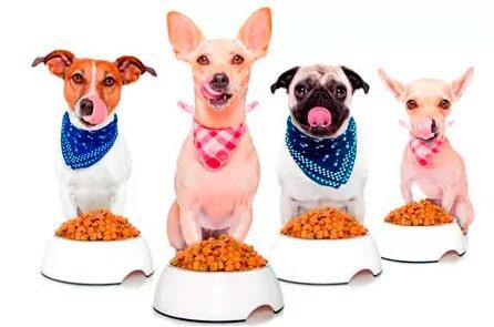 DR. HUERTA  - animales de ornato