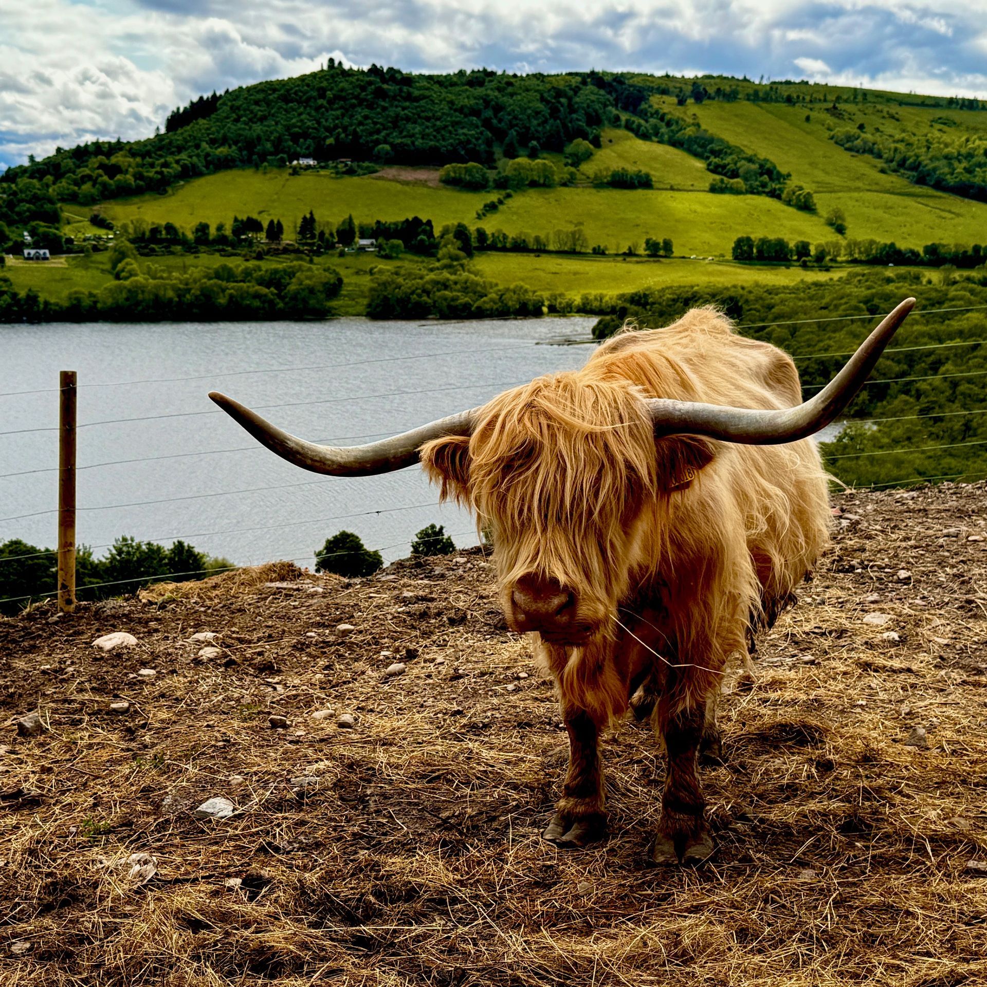 Scotland Highland Coo