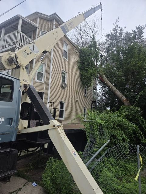 crane tree removal