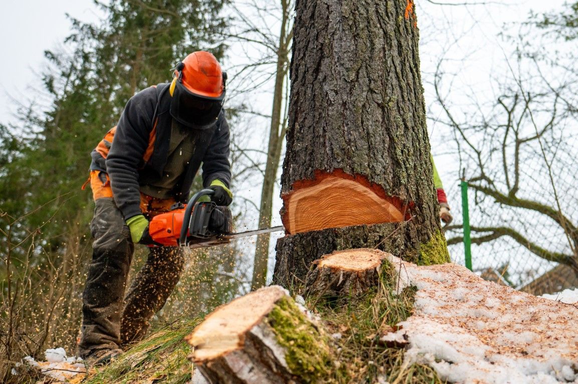 An image of Tree Removal in Bloomfield, CT