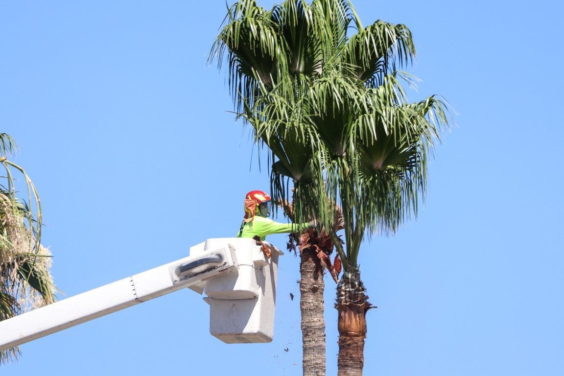 An image of Tree Removal in Bloomfield, CT