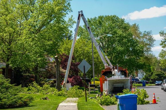 An image of Tree Trimming in Bloomfield, CT