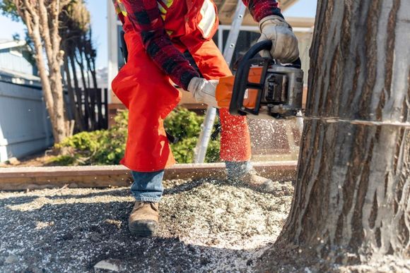 An image of Tree Removal in Bloomfield, CT