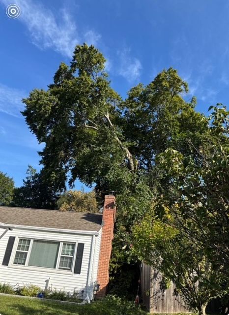 leaning tree