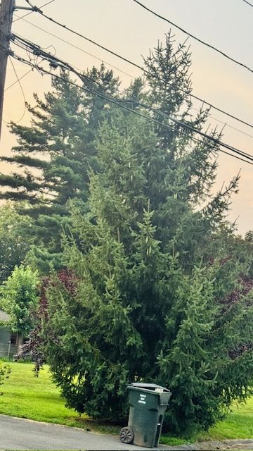 big tree