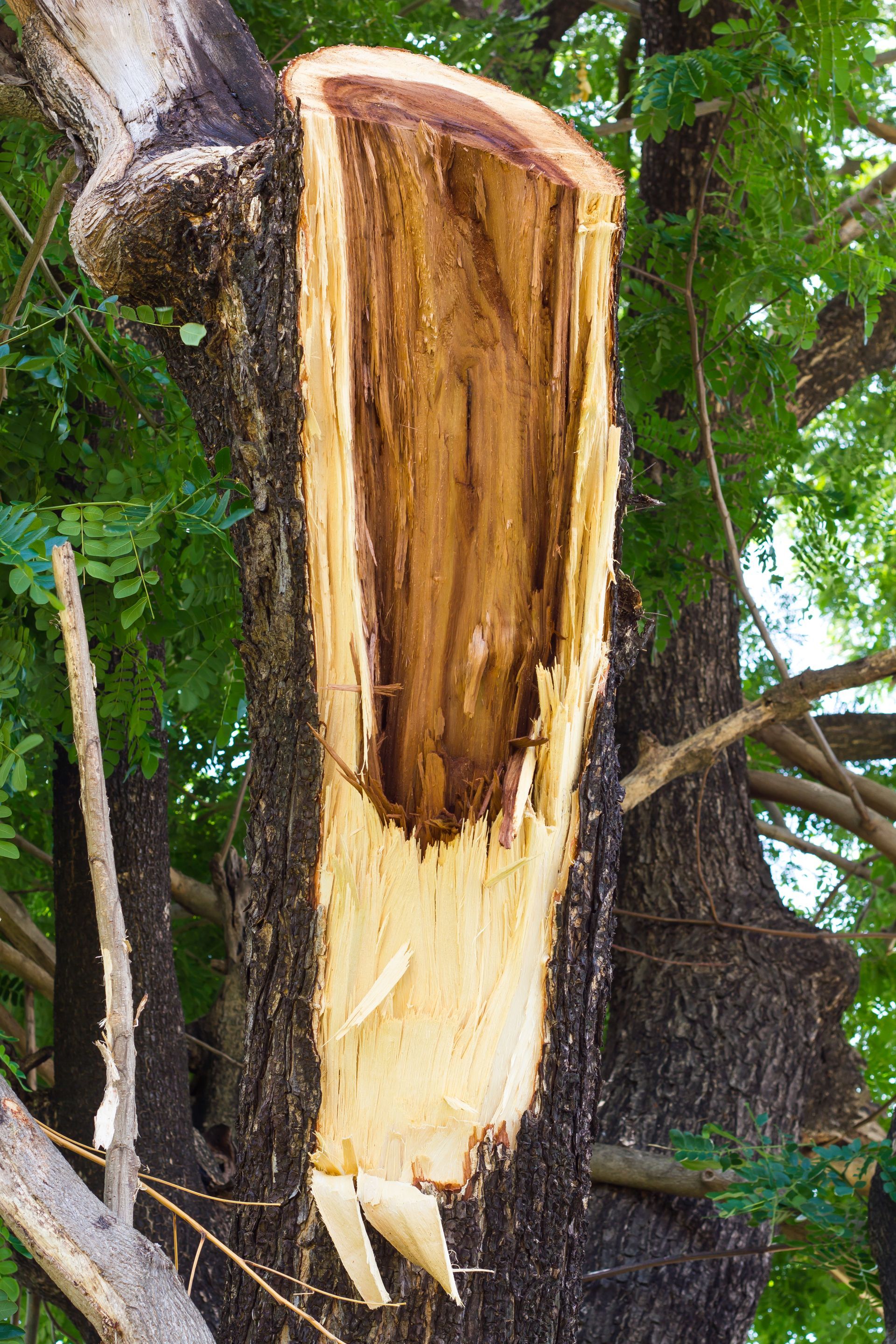 hazardous trees