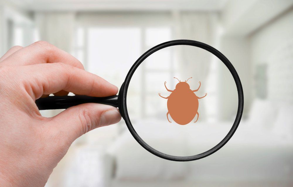 Hand With A Magnifying Glass — Pre-Purchase Building Inspectors in East Ballina, NSW