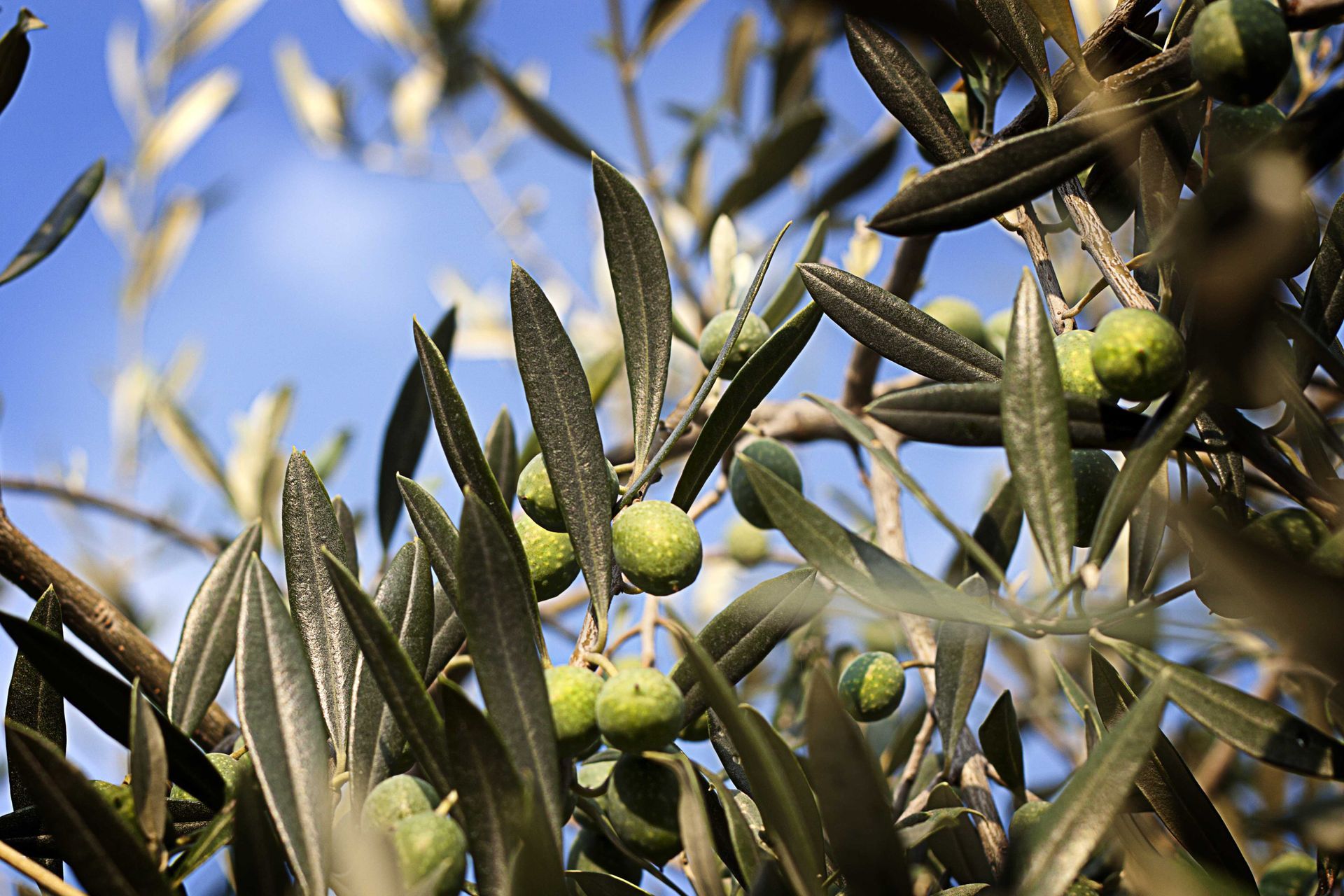 Olive verdi pendono dai rami frondosi di un ulivo contro un cielo azzurro.