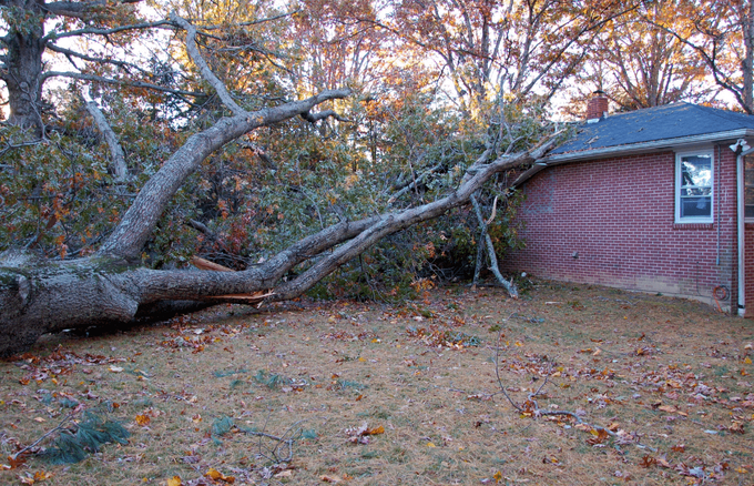 Emergency Tree Fallen in Tyler Tx