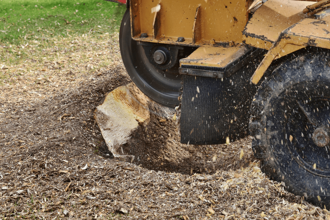 Tree removal in Tyler Tx