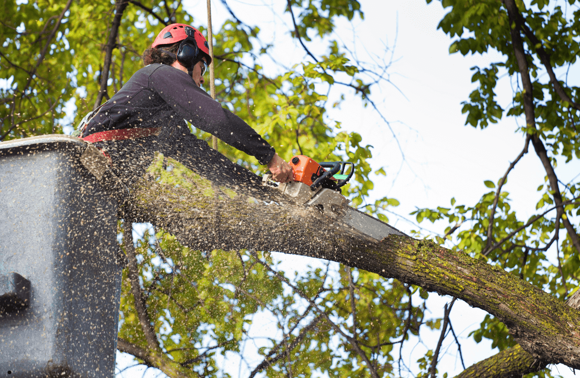 Tree Trimming Pros in Tyler Tx