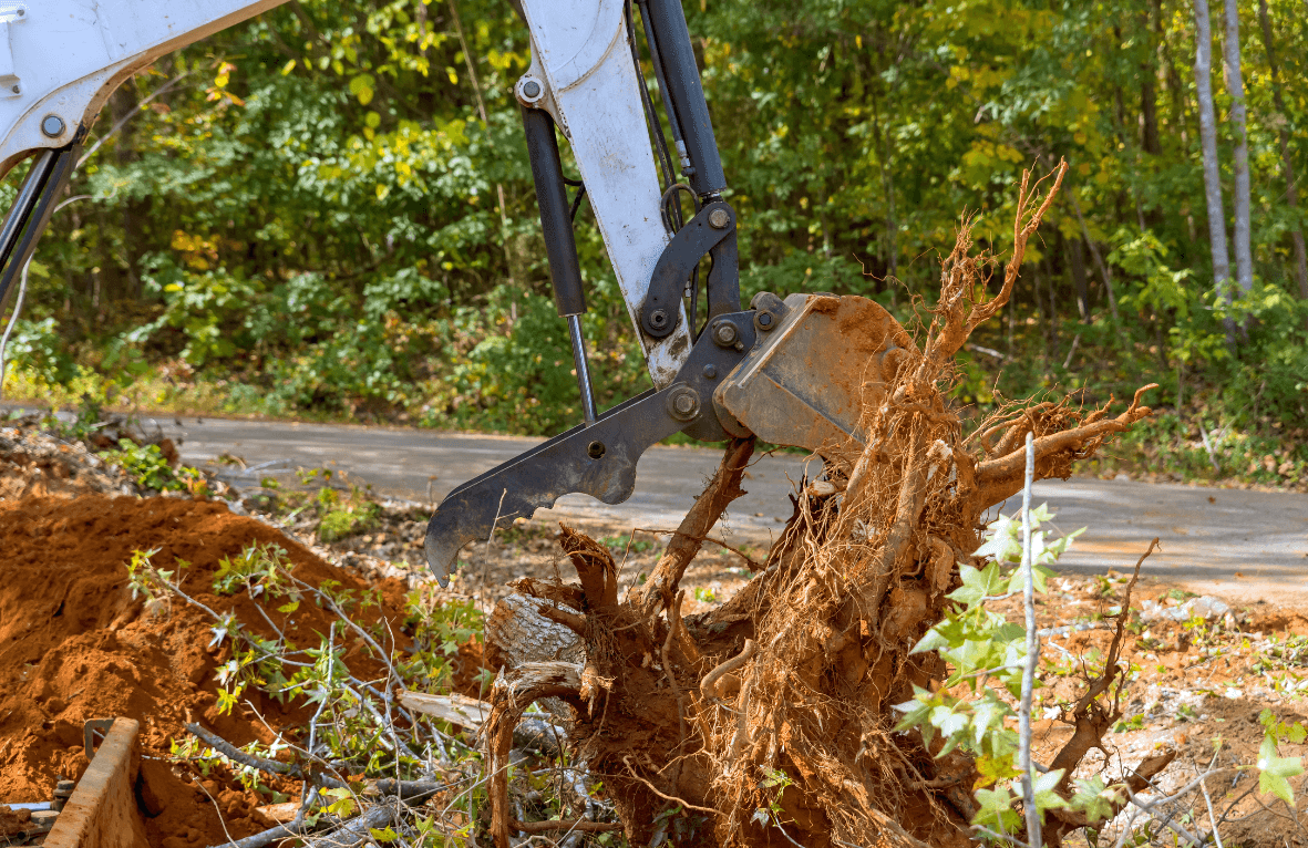 Tree cutting in Tyler Texas