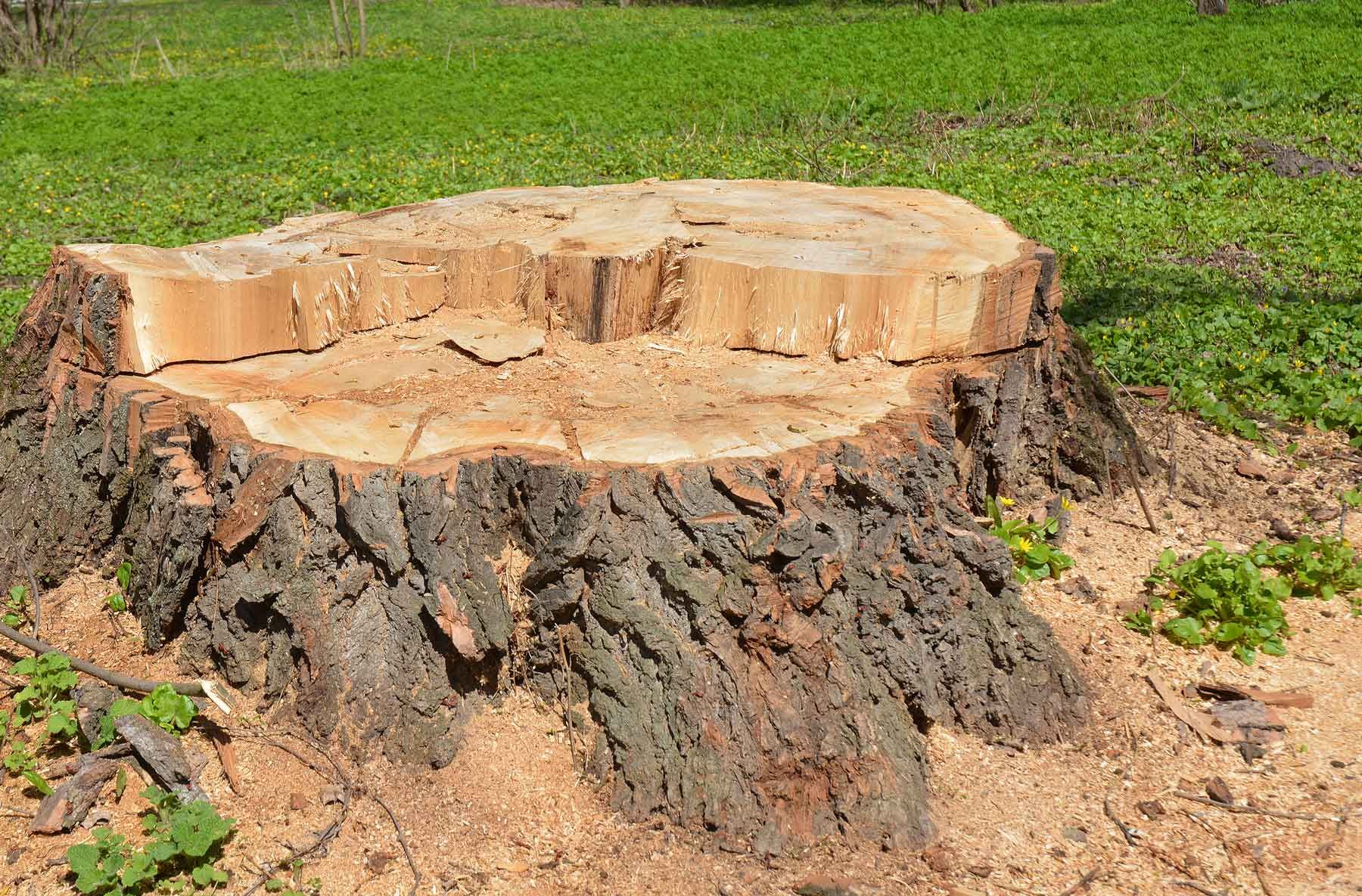 Stump grinder cutting through a tree stump, creating wood chips.