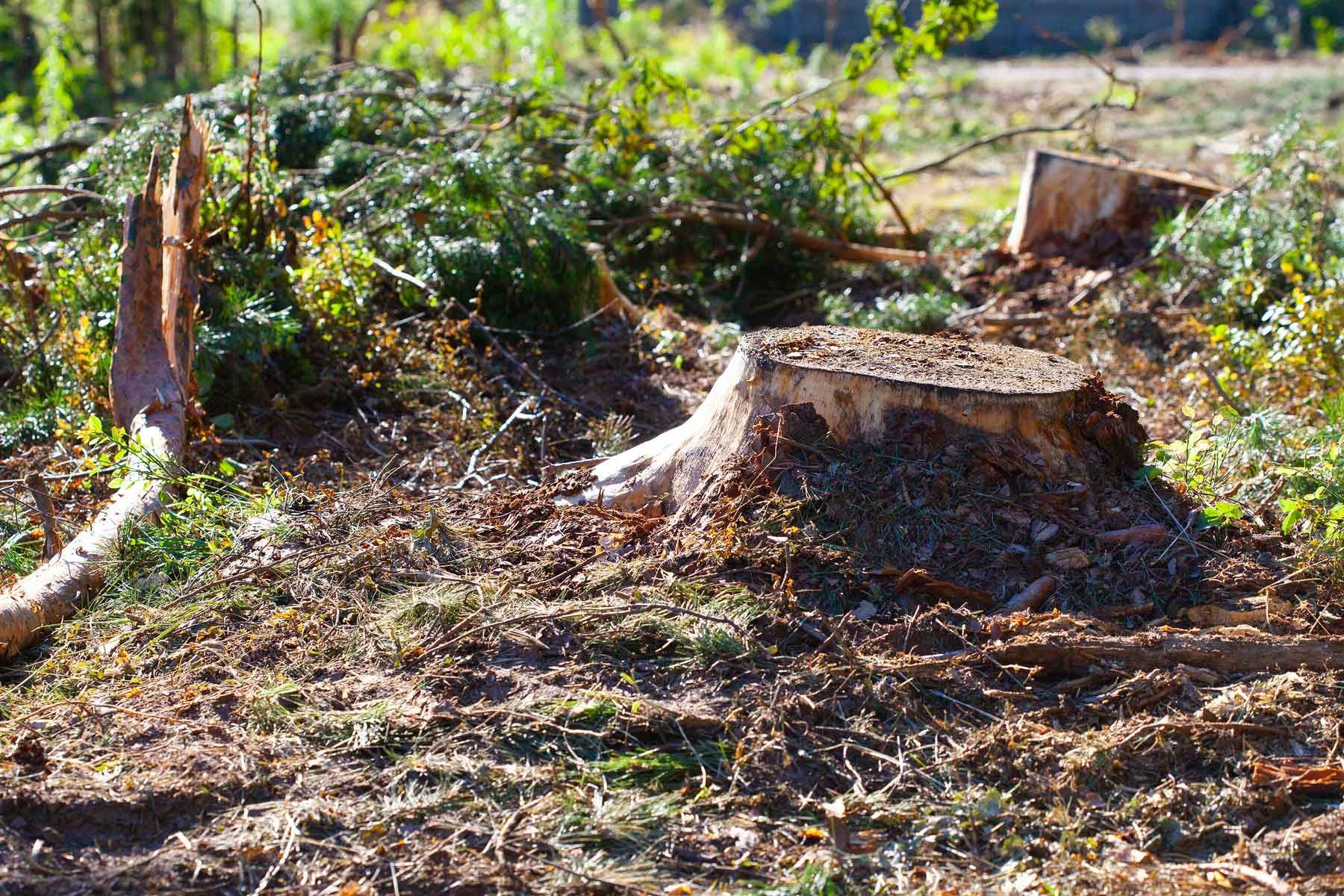 Tree stump in a grassy yard, with cracked top and rough bark.