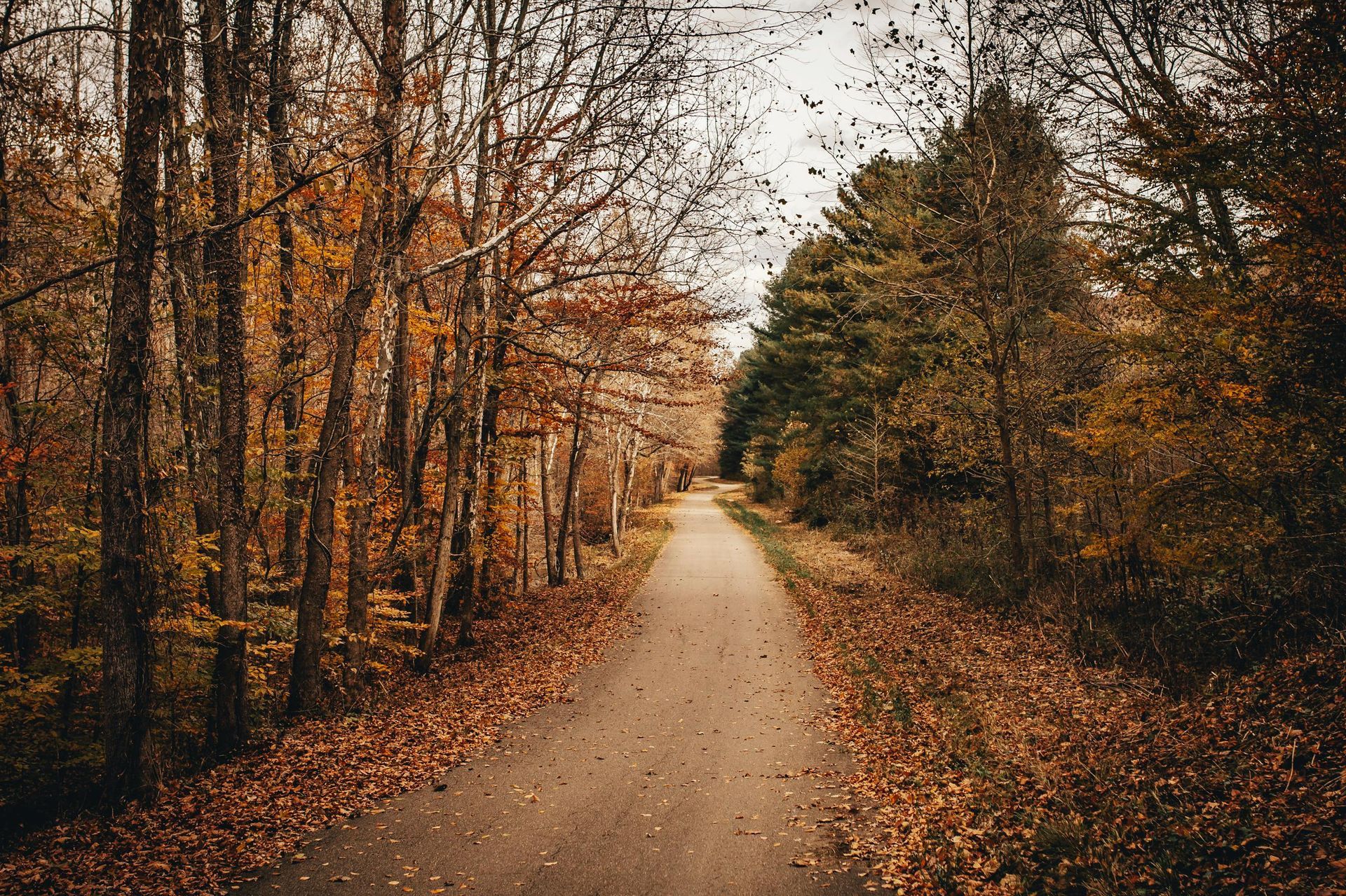 Pathway through autumn woods, with trees in various shades of yellow, orange, and green.