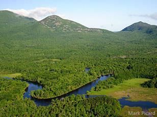Aerial view of a lush green forest and winding river with mountains in the background