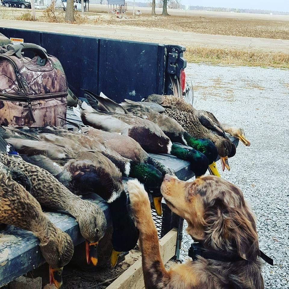 Dog watching a row of dead ducks laid in a truck bed outdoors