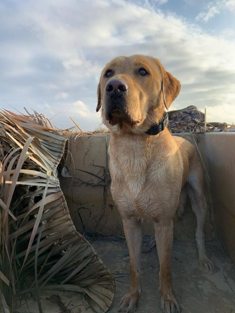 Large tan dog standing by a concrete wall outdoors at sunset, with palm fronds nearby