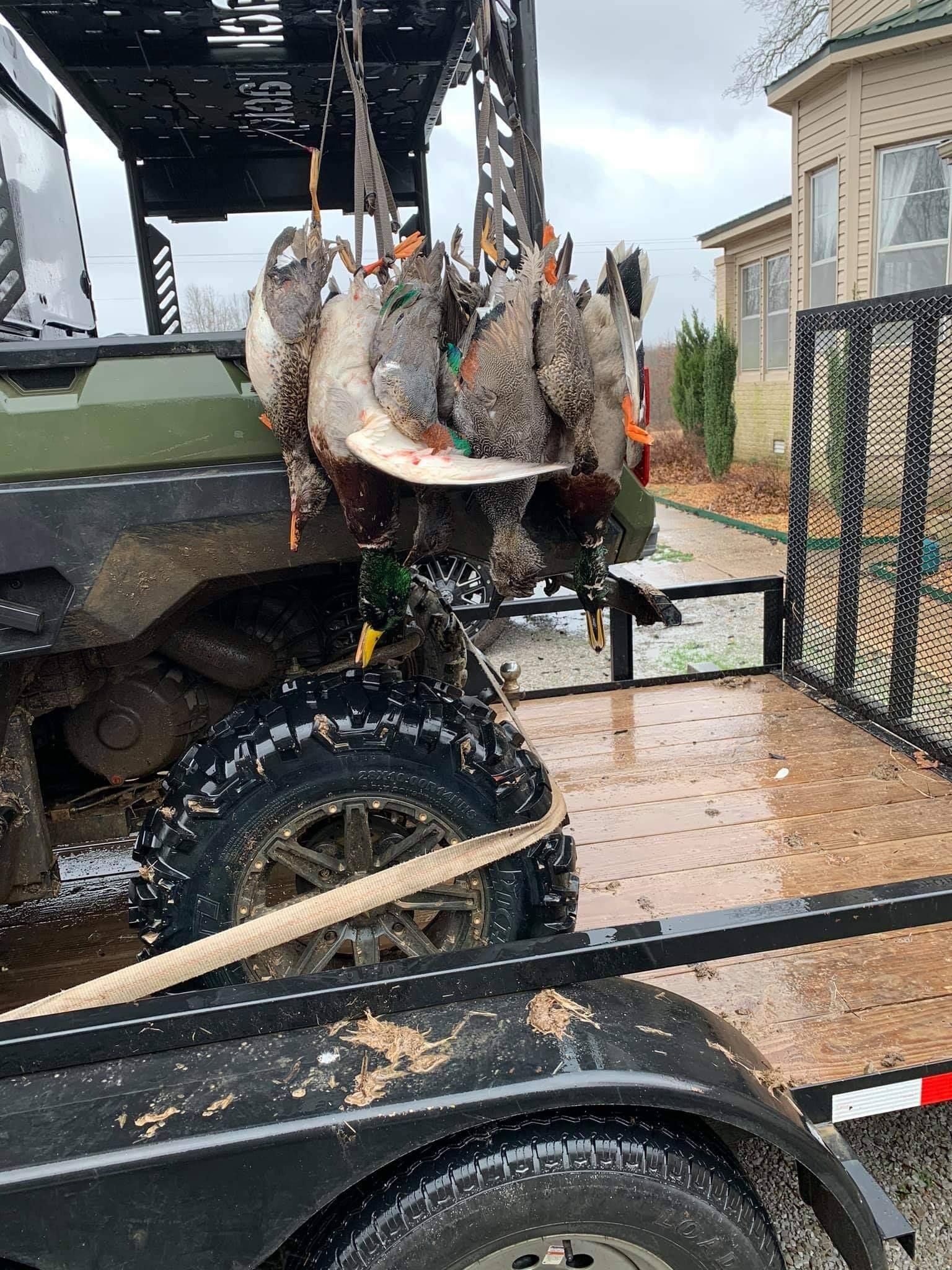 A utility vehicle hauling a large deer carcass beside a fenced building on a gravel lot.