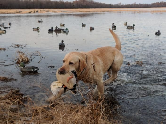 Golden retriever carrying a duck in shallow water with ducks floating around a marshy shore
