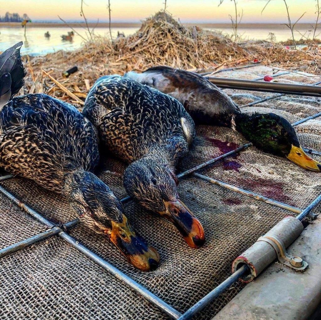 Three dead ducks lying on a dock near the water at sunrise.