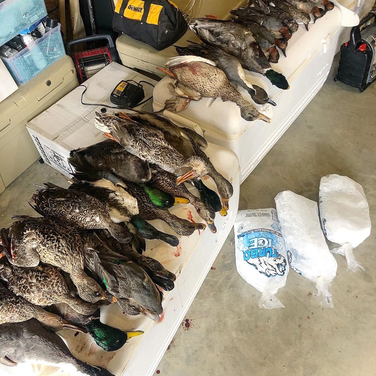 Pile of ducks on a bench in a garage, with cooler, bags, and hunting gear nearby.
