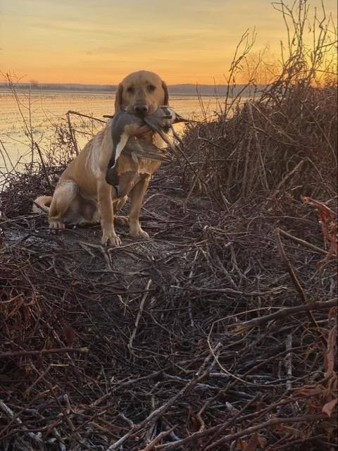 Dog carrying a bird in its mouth, sitting by a lakeshore at sunset.
