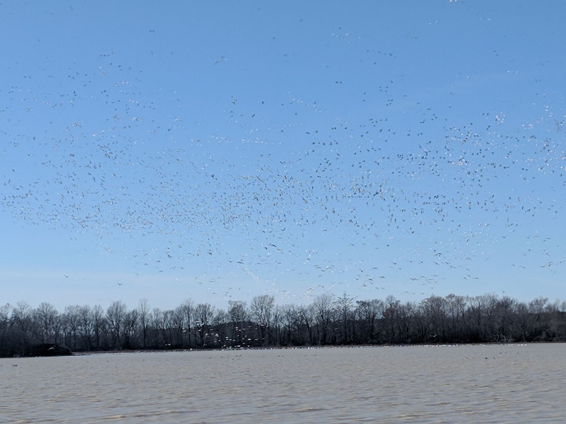 Thousands of birds flying over a snowy field beneath a clear blue sky