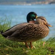 Two ducks standing on grass by a blue lake, one brown and one green-headed