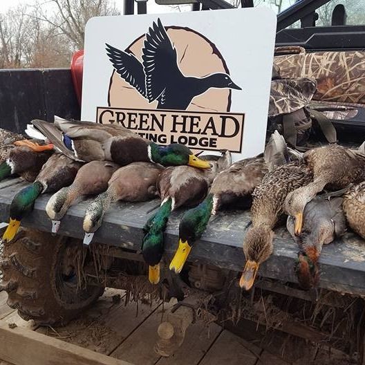 Several ducks laid out on a truck bed in front of a Green Head Hunting Lodge sign