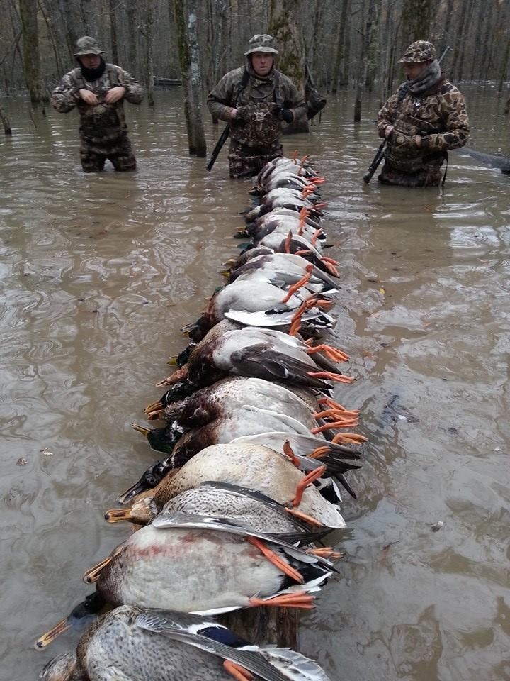 Hunters in chest-deep swamp water stringing a line of large fish together
