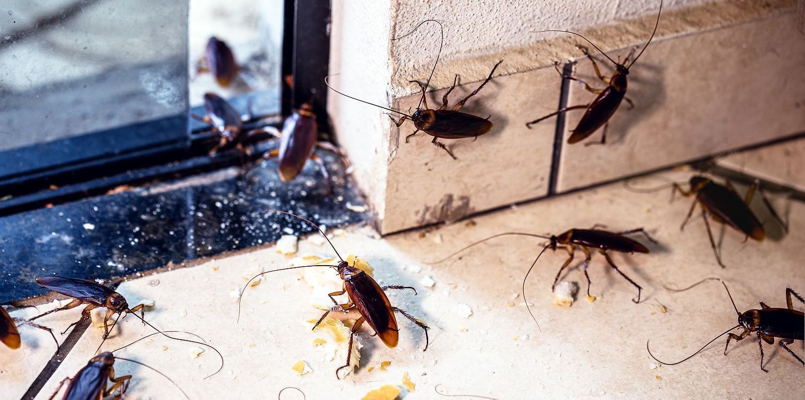 cockroach infestation