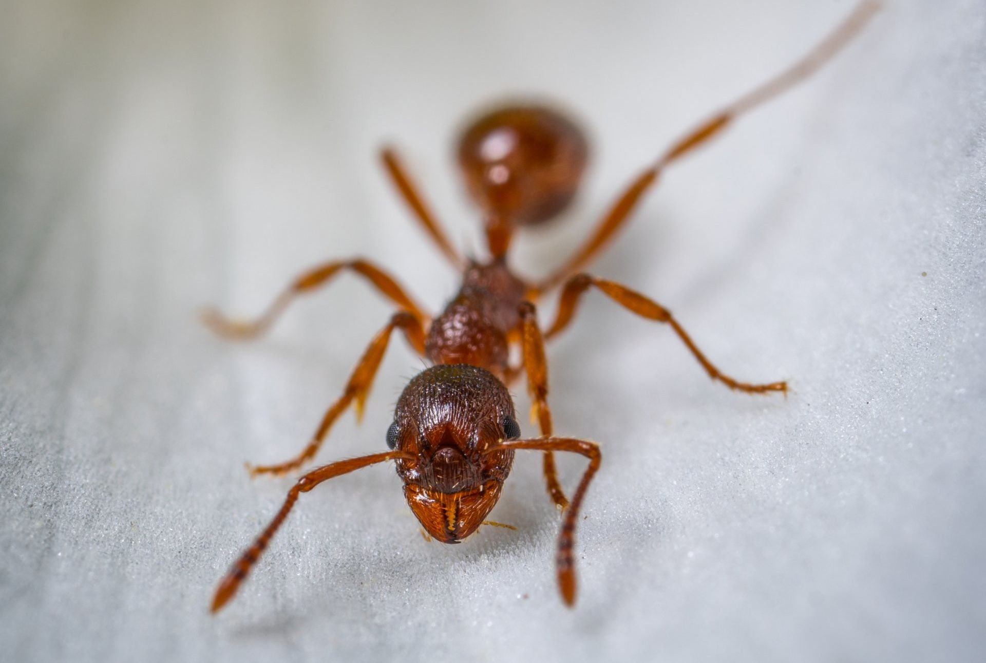 ant