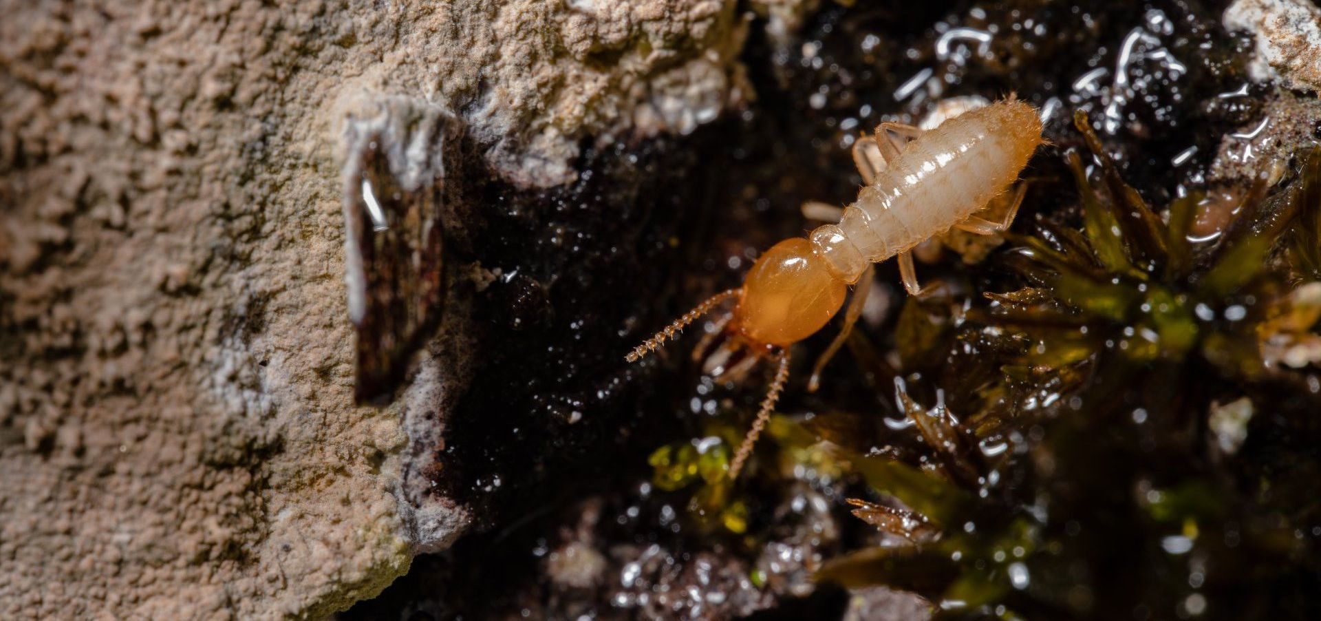 extreme close up photo of young termite