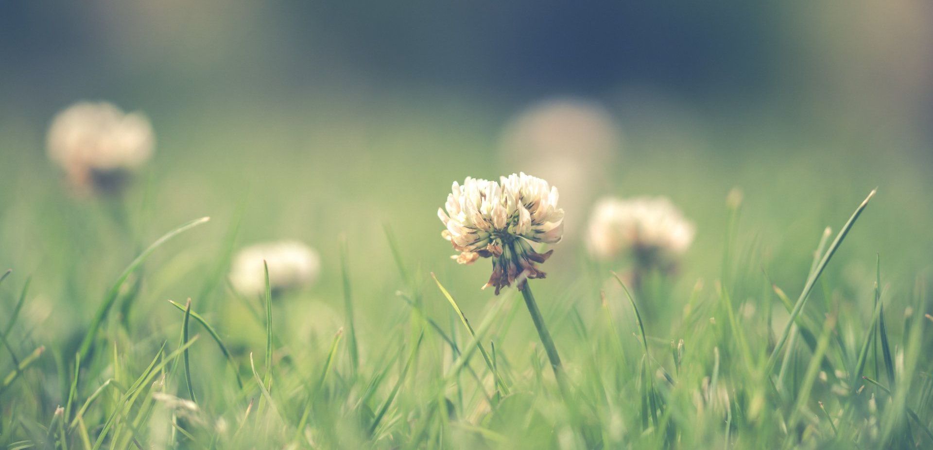 weeds in the grass