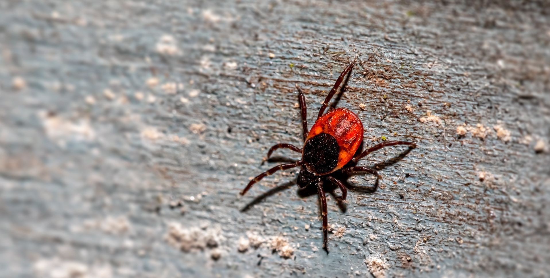 tick