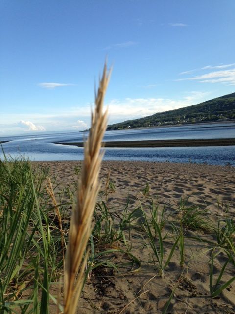 Beach grasses in the foreground, with a sandy shoreline, calm blue water, and a distant green hillside under a clear sky.