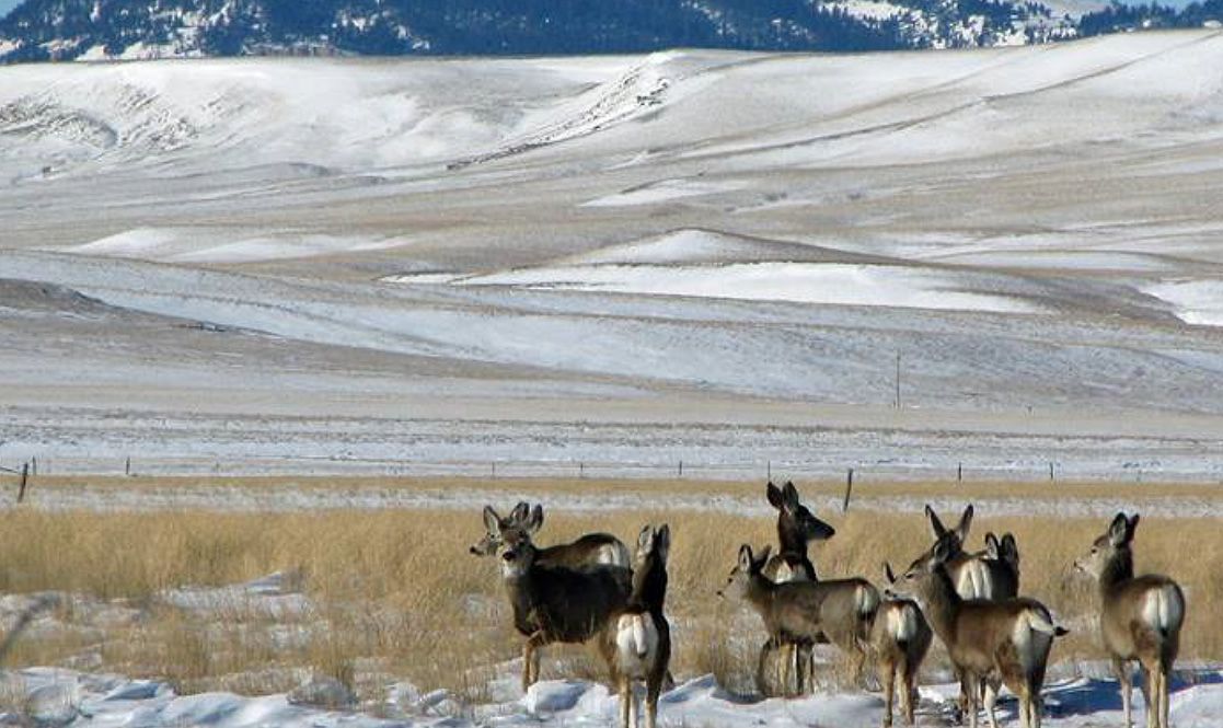 A herd of deer are standing in the snow in a field.