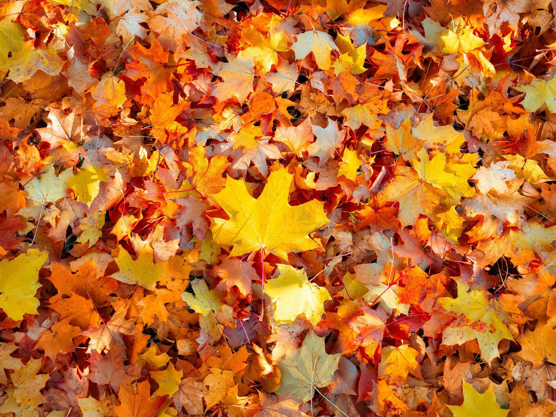 A pile of autumn leaves with a yellow leaf in the middle.