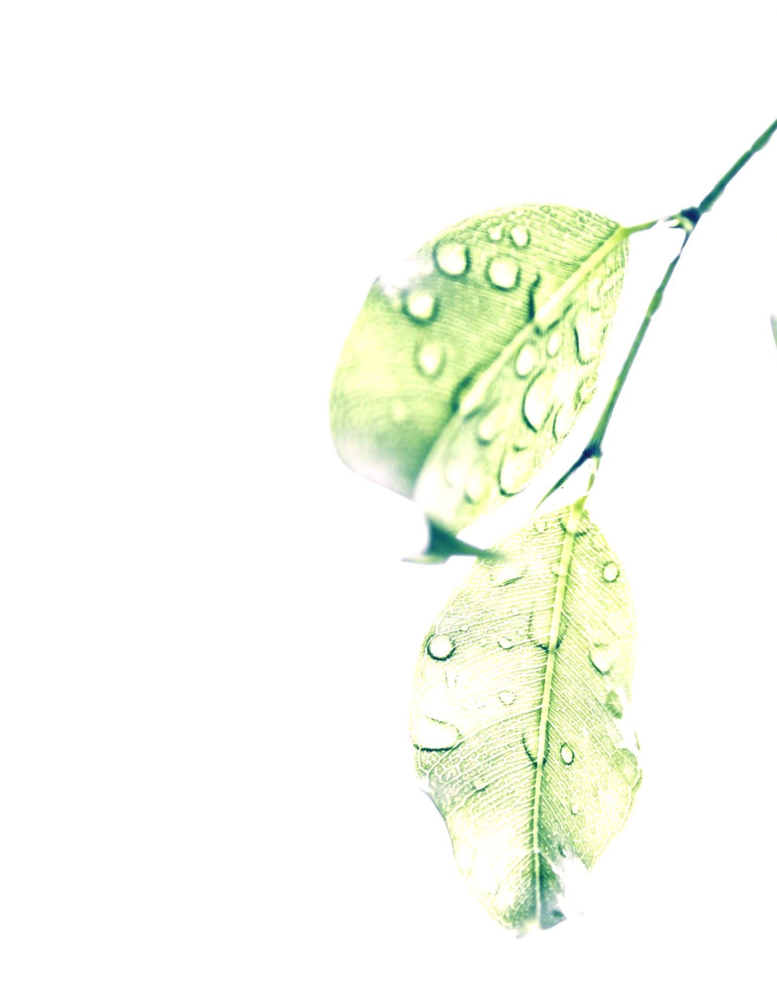 Two pale green leaves with water droplets on a white background