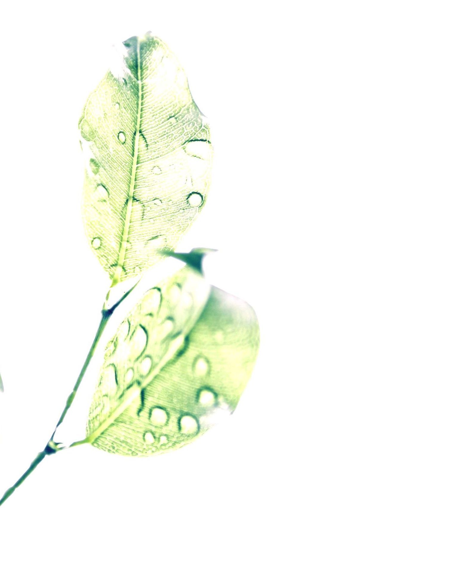 Two translucent green leaves with water droplets on a white background
