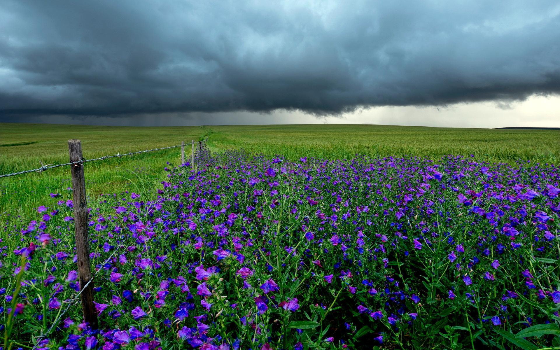 A field of purple flowers under a cloudy sky