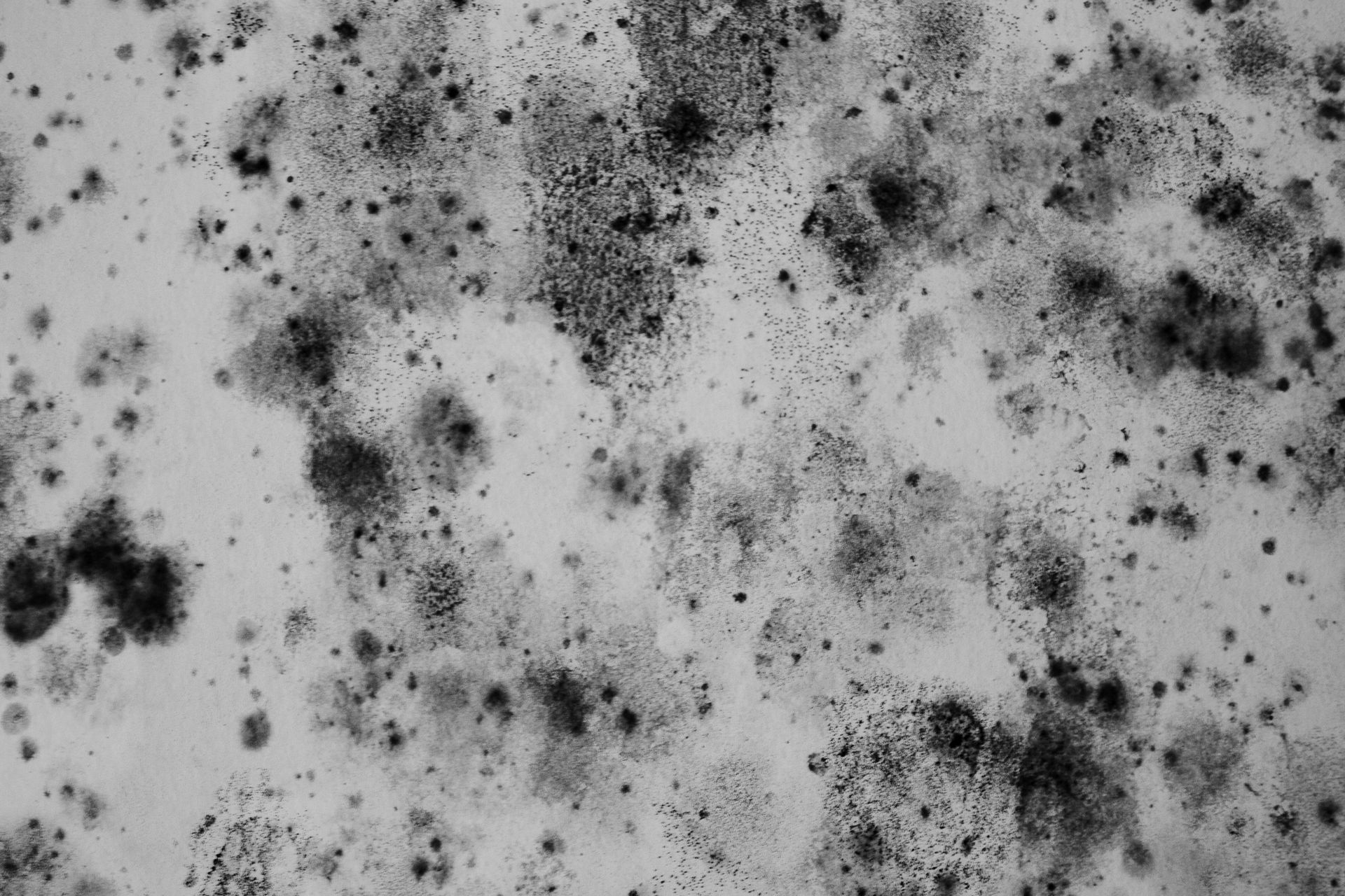 mold remediation services